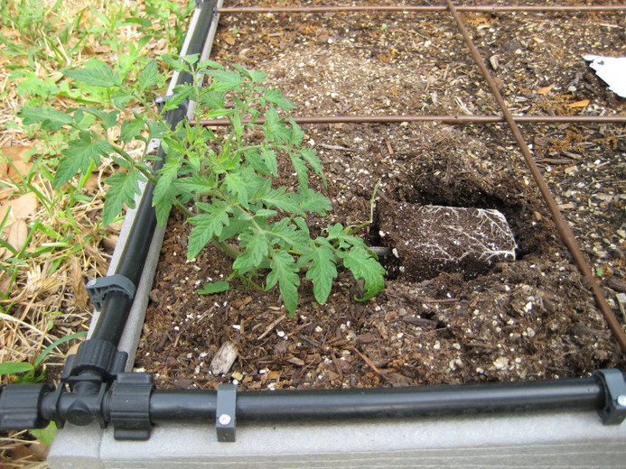 Planting Tomatoes Horizontally to maximise root growth and production