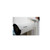 COEAHBCAMS08VA