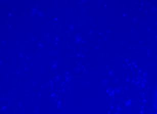 Fluorescence microscopy of co-expressed BFP