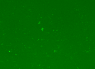 Fluorescence microscopy of co-expressed EGFP