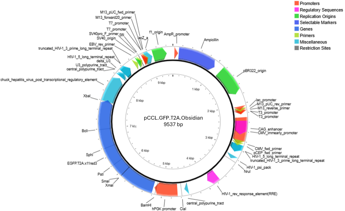 Map of pCCL.EGFP.T2A.Obsidian infraluciferase