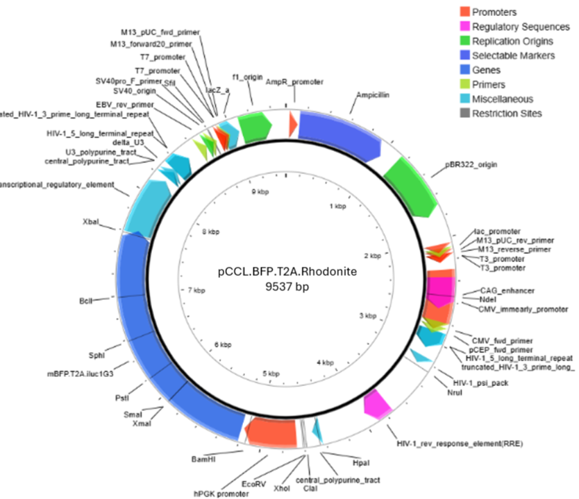 Map of pCCL.mBFP.T2A.Rhodonite infraluciferase