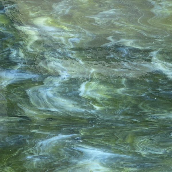 olive green and white 12s