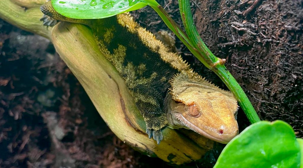 Come Meet Our Geckos!