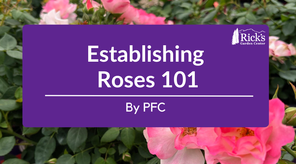 Establishing Roses 101