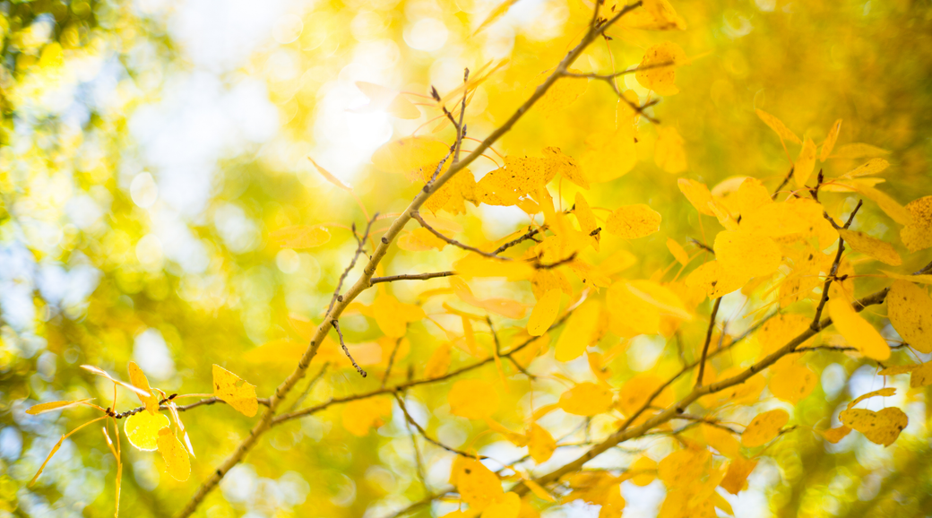 Fall Perennial Planting