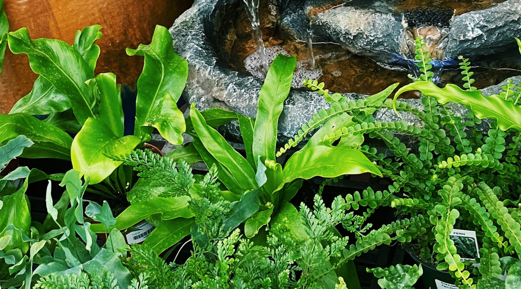 Fern Care Guide