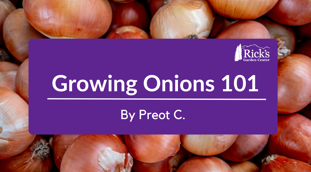 Growing Onions 101
