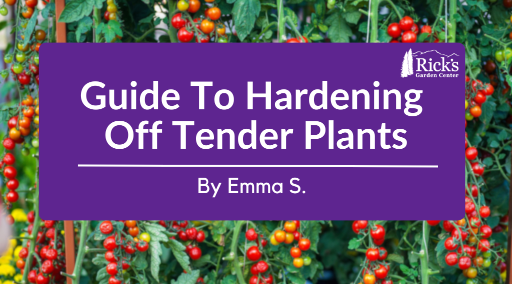 Guide To Hardening Off Tender Plants