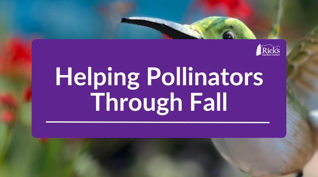 Helping Pollinators Through Fall