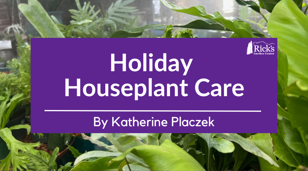 Holiday Houseplant Care