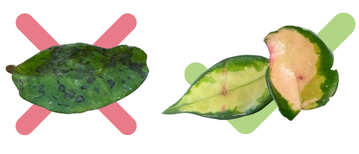 Houseplant Pest Guide