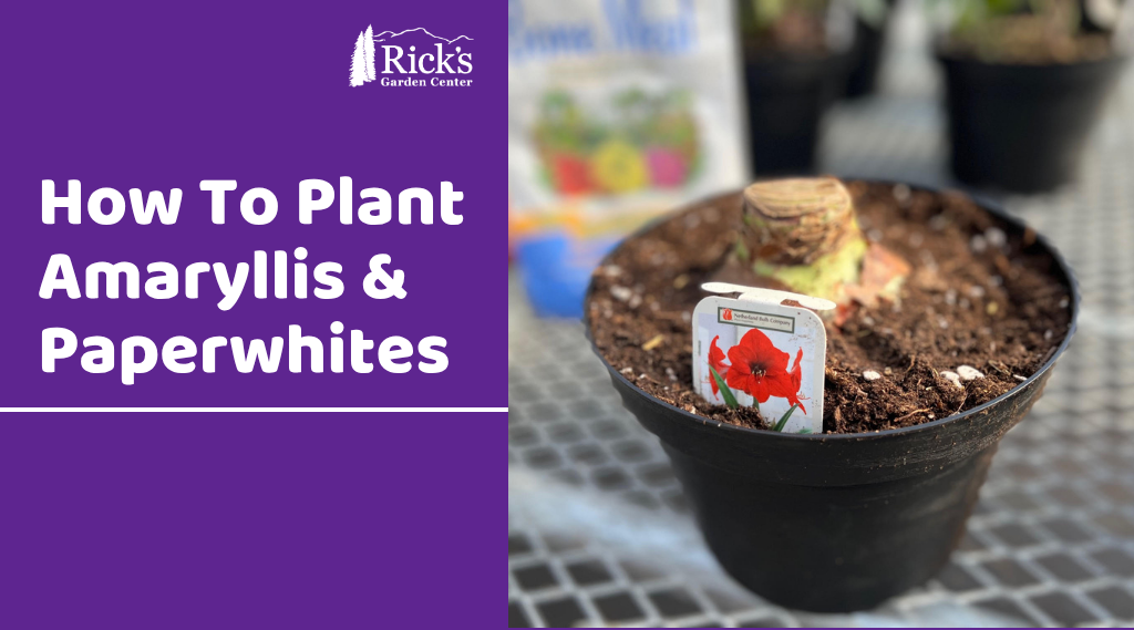 How To Plant Amaryllis & Paperwhites