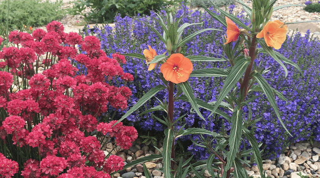 Native, Xeric & Edible Plants: The Three Pillars of Plants in our Nursery