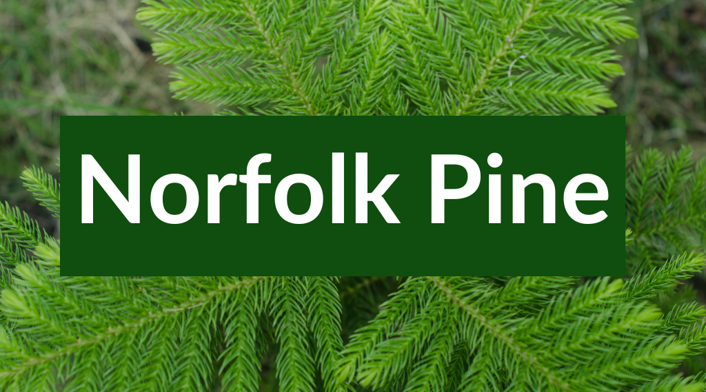 Norfolk Pine