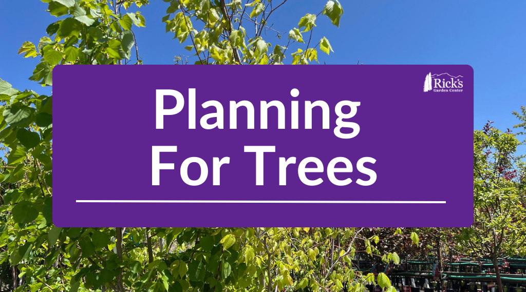 Planning For Trees