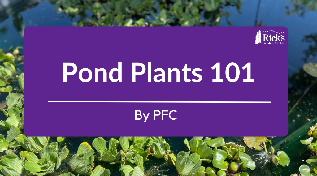 Pond Plant 101