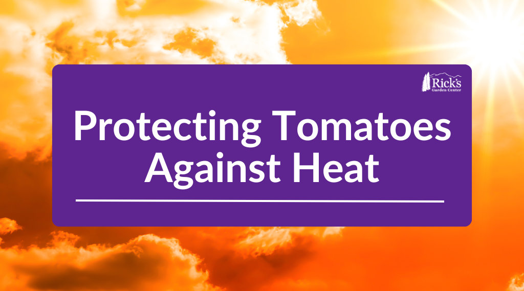Protecting Tomatoes Against Heat