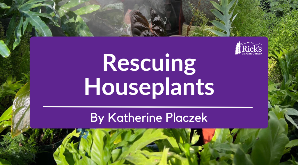 Rescuing Houseplants