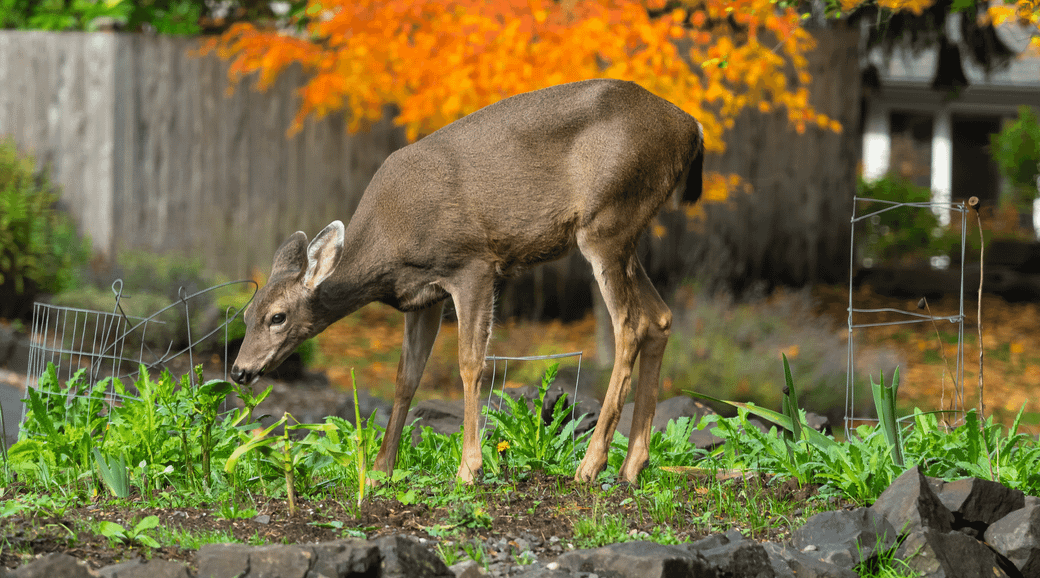 Rick’s Deer Resistant Plant List