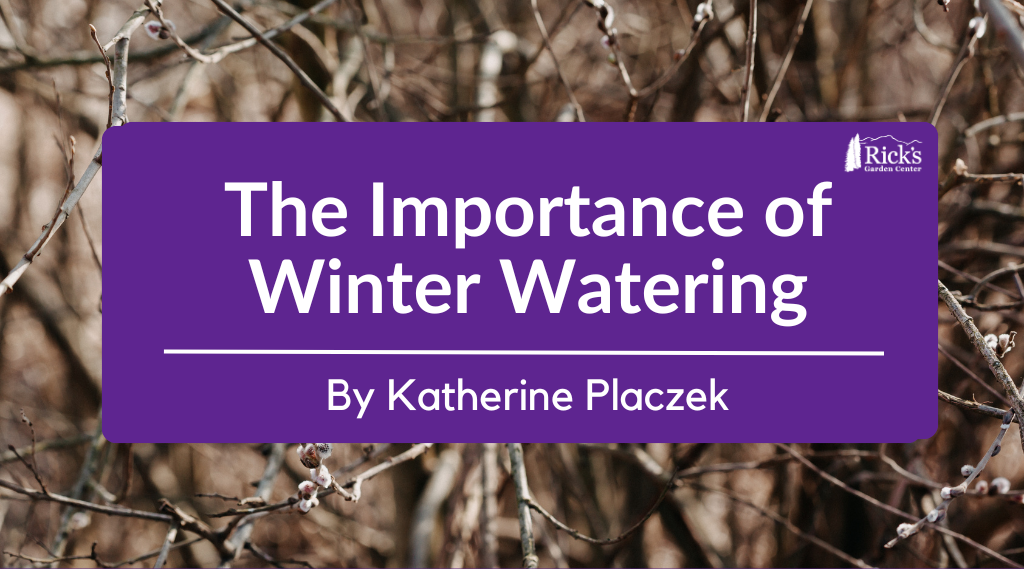 The Importance of Winter Watering