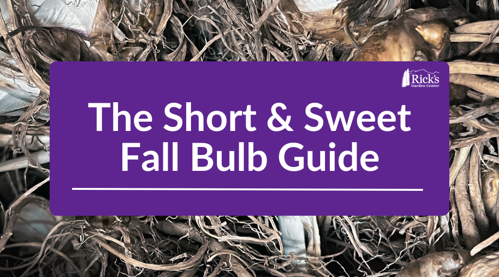 The Short & Sweet Fall Bulb Guide