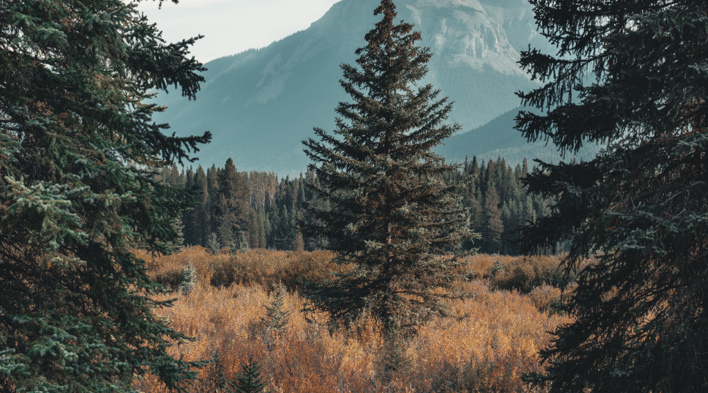 Too Deep in Love: Two Common Killers of Freshly Planted Trees
