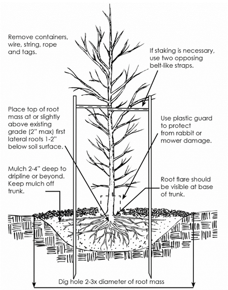 Tree and Shrub Planting Guide
