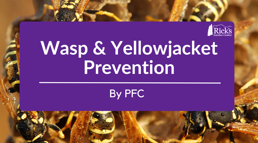 Wasp & Yellowjacket Prevention