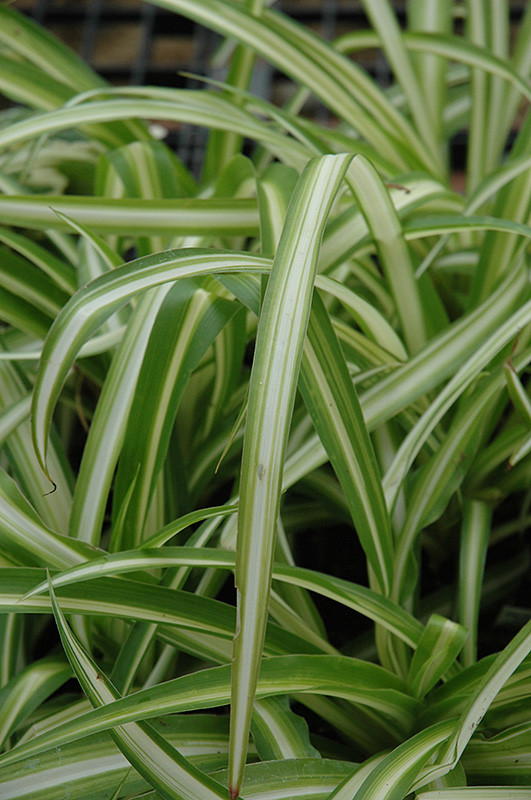 Spider Plant 10in 10244