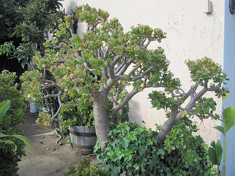 Jade Plant 12in 10442