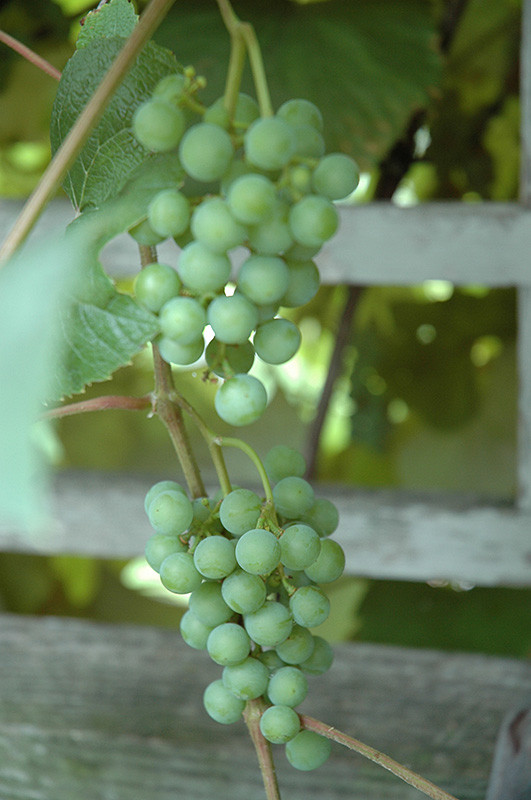 Edelweiss Grape #1 10784