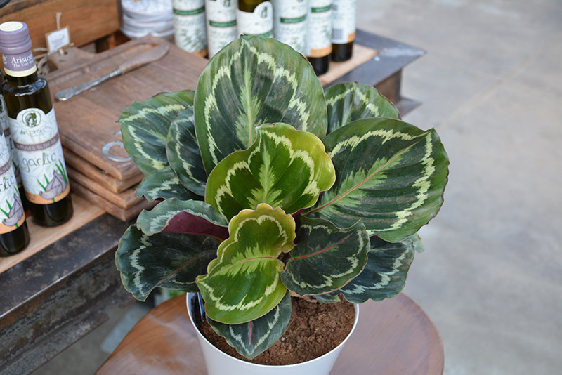 Medallion Rose Painted Calathea 4in 11256
