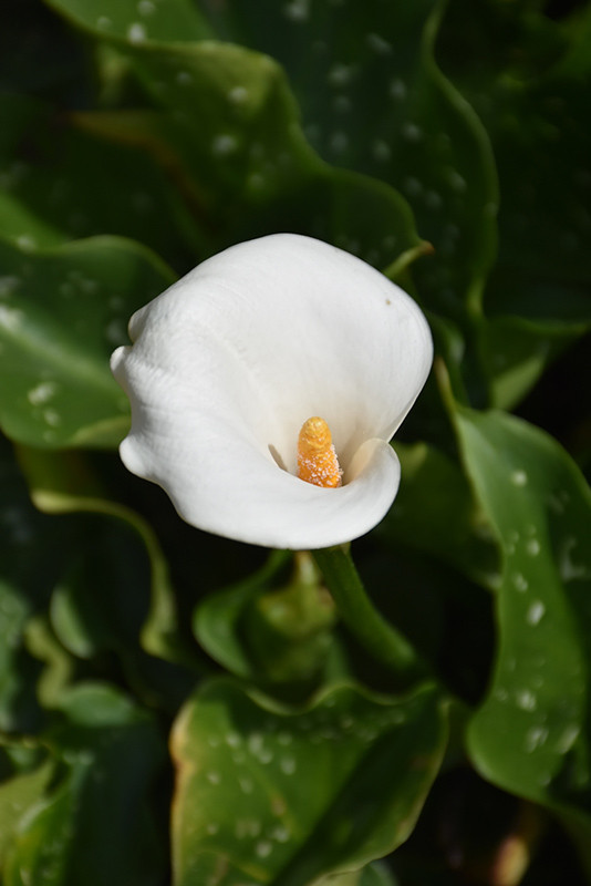 Calla Lily 4in 11260