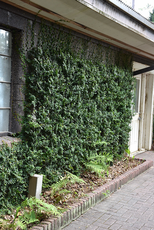Creeping Fig 4in 11318