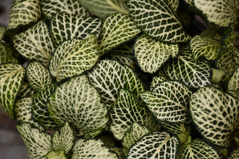 Mosaic Plant 4in 11322
