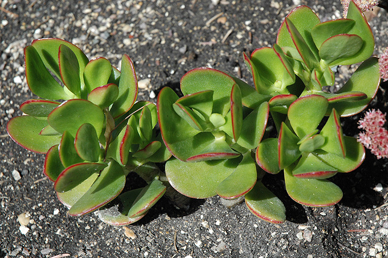 Flapjacks Kalanchoe 4in 11323