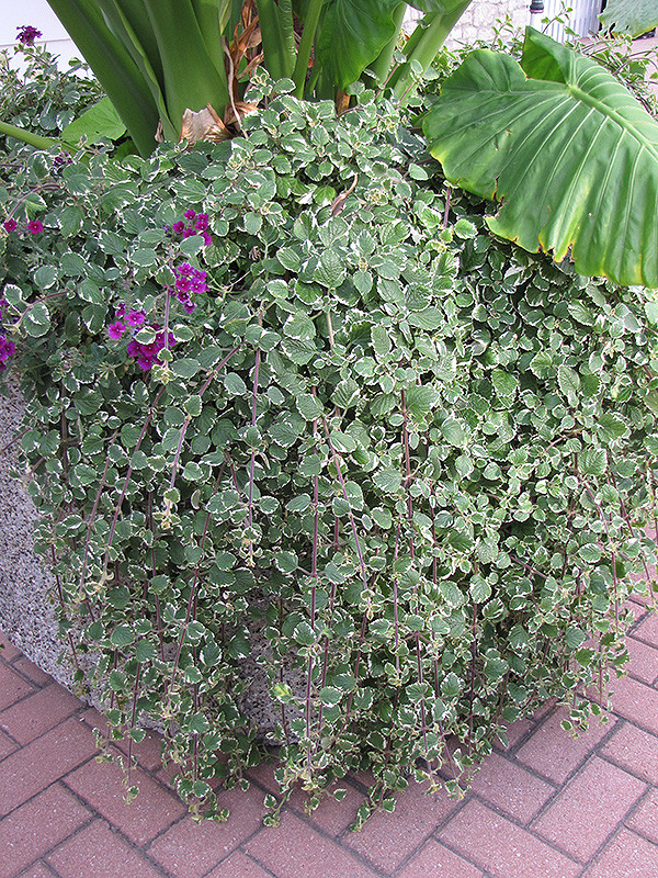 Swedish Ivy 4in 11357