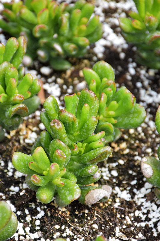 Hobbit Jade Plant 4in 11362