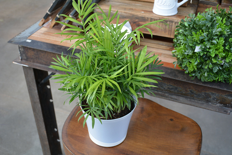 Neanthe Bella Palm 4in 11406