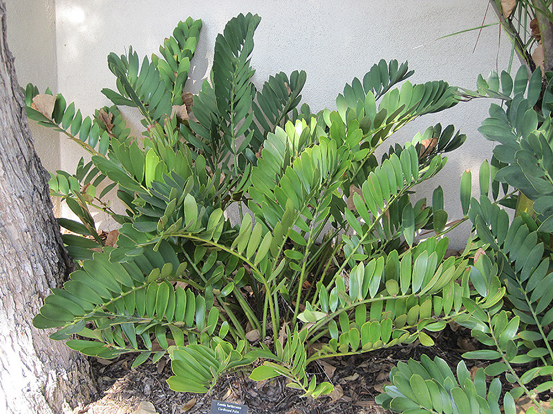 Cardboard Palm 4in 11422