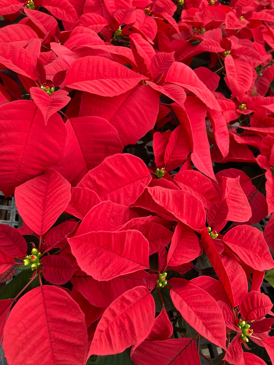 Poinsettia 6.5in Red 11678