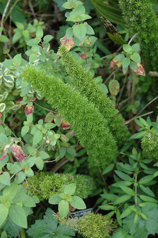 Asparagus Fern 6in 11749