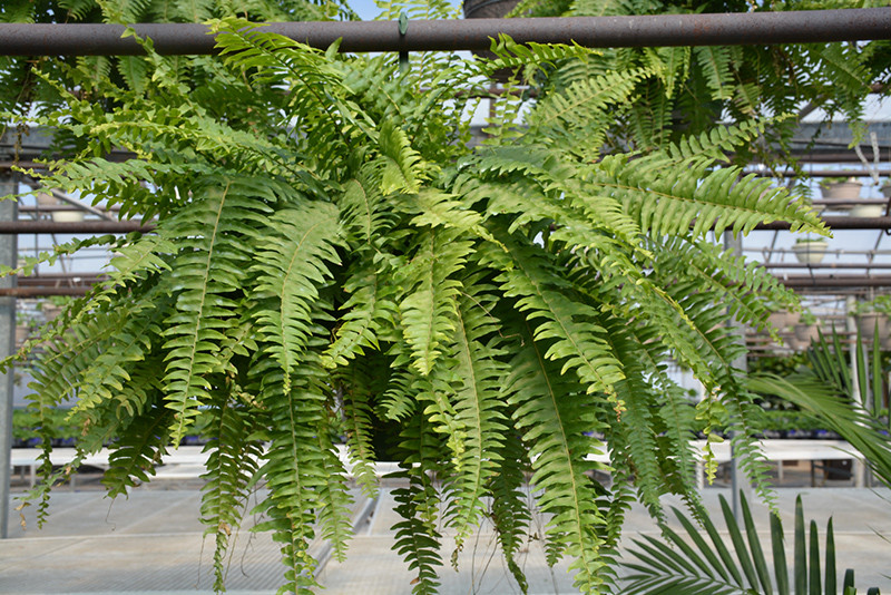 Boston Fern 6in 11795