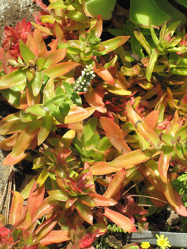 Campfire Crassula 6in 11821