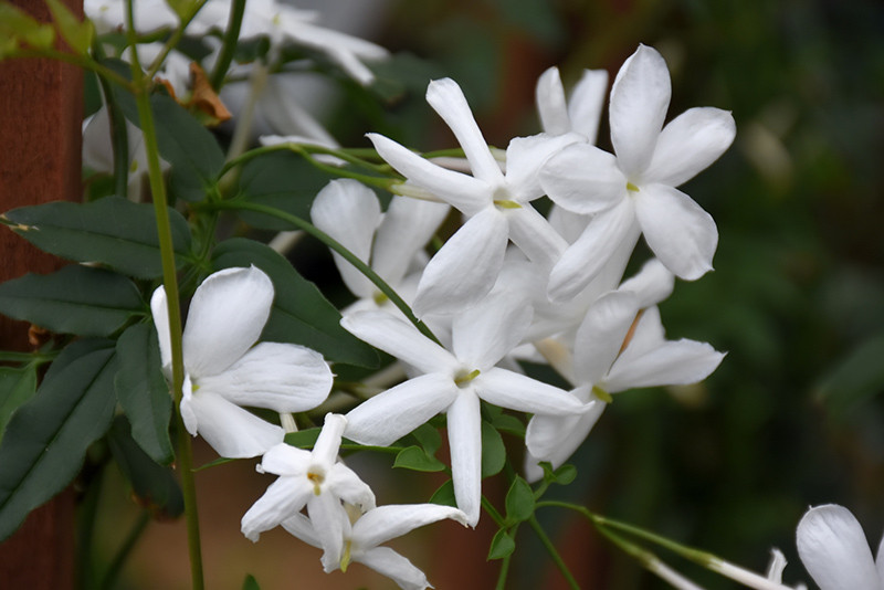Climbing Jasmine 6in 11979