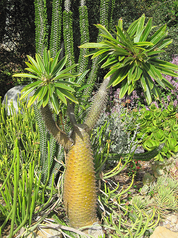 Madagascar Palm 6in 12012
