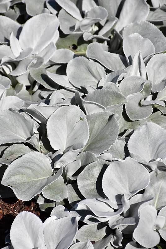 Angel Wings&reg; Senecio 6in 12146
