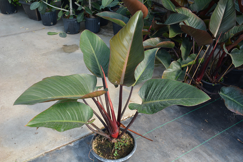 Rojo Congo Philodendron 8in 12427