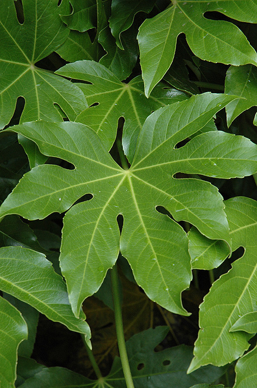 Japanese Fatsia 8in 12451